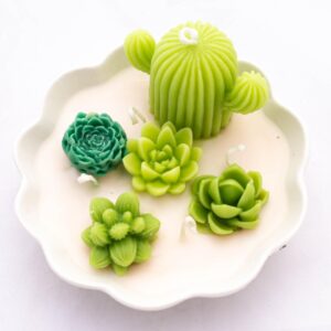 Cactus en cofre: San Andres /Sukiri