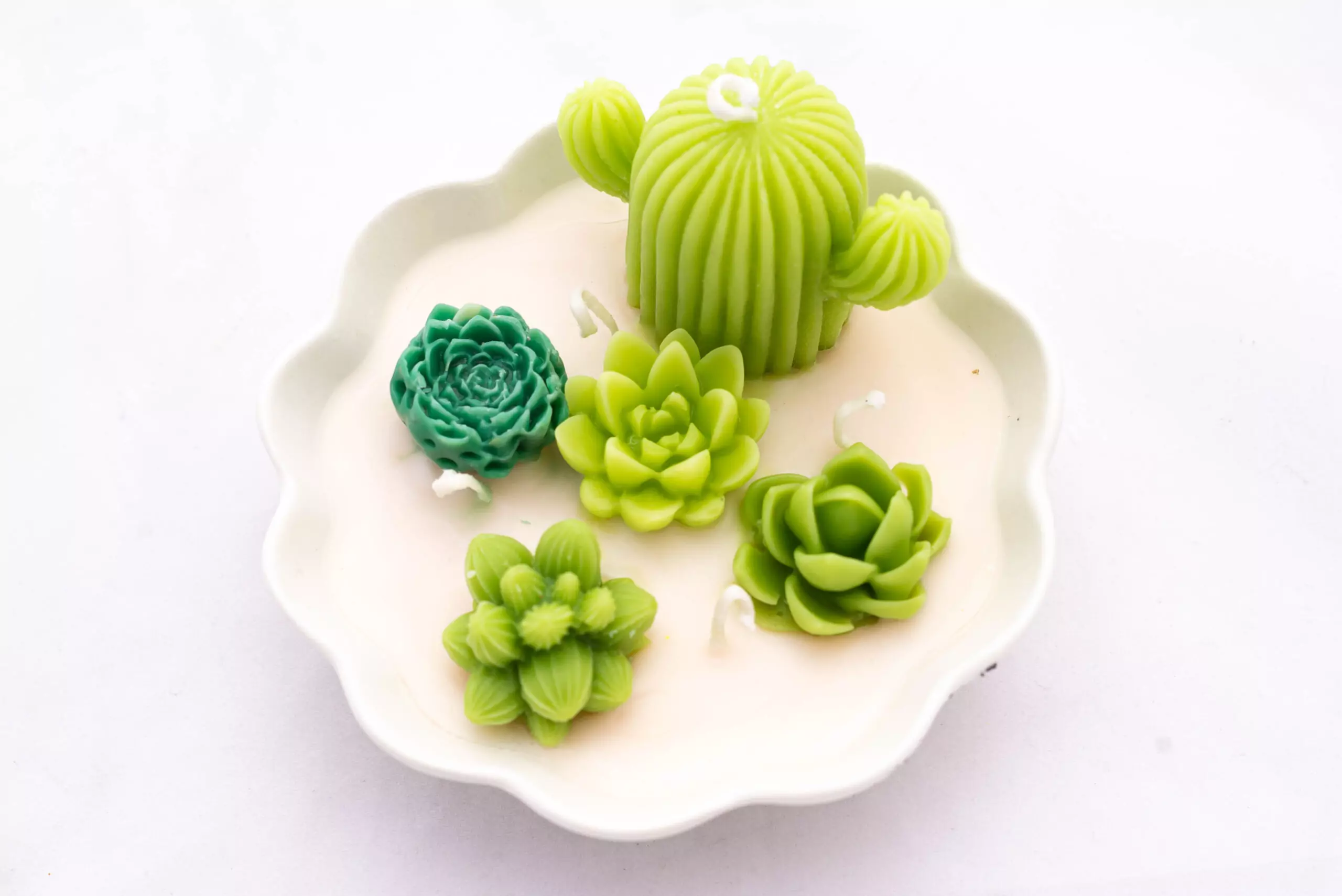 Cactus en cofre: San Andres /Sukiri