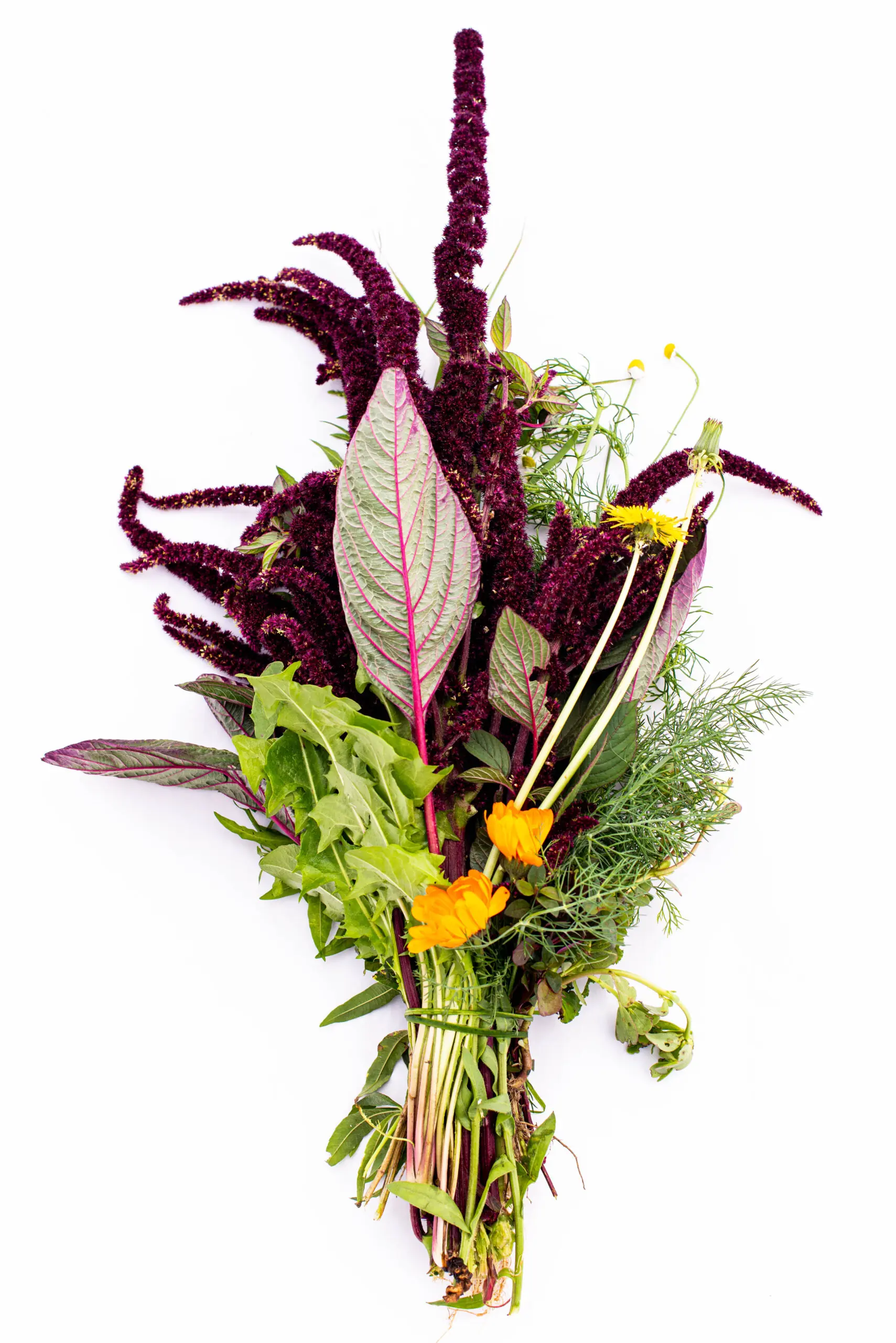 Canasta Orgánica / Biovida - Imagen 10