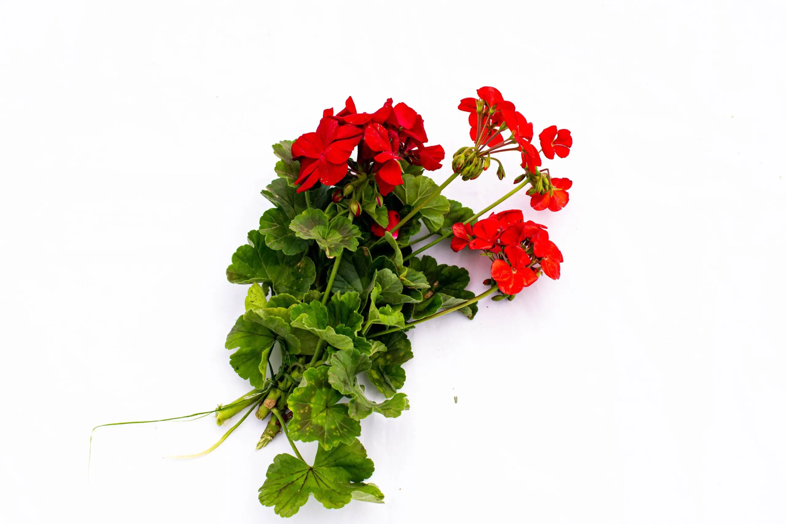 Canasta Orgánica / Biovida - Imagen 9