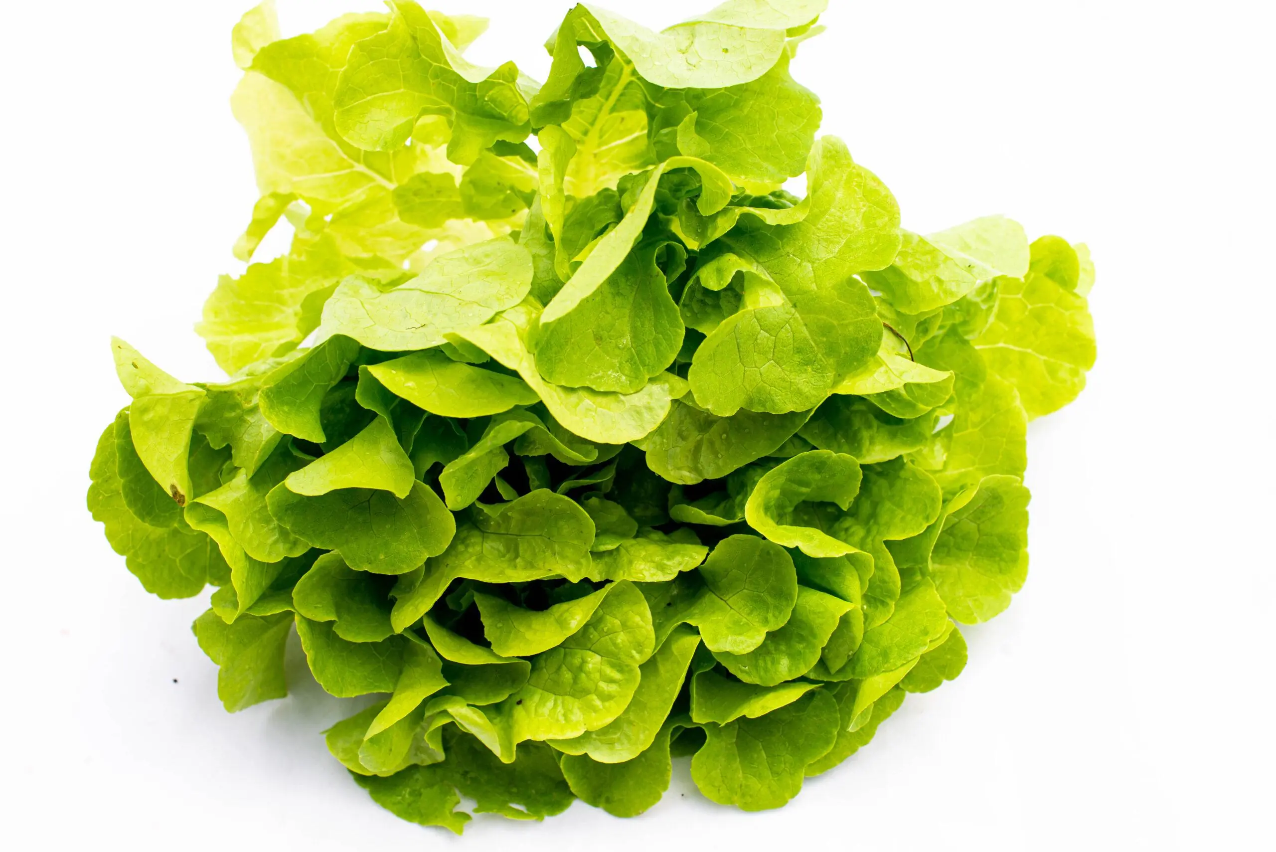 Canasta Orgánica / Biovida - Imagen 3