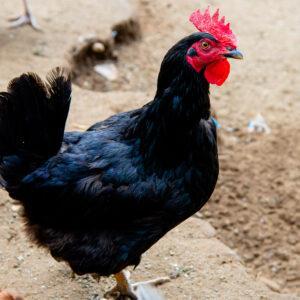 Gallinas y gallos grandes / Amparito Caiza