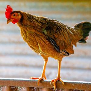 Las gallinas medianas o finas / Amparito Caiza