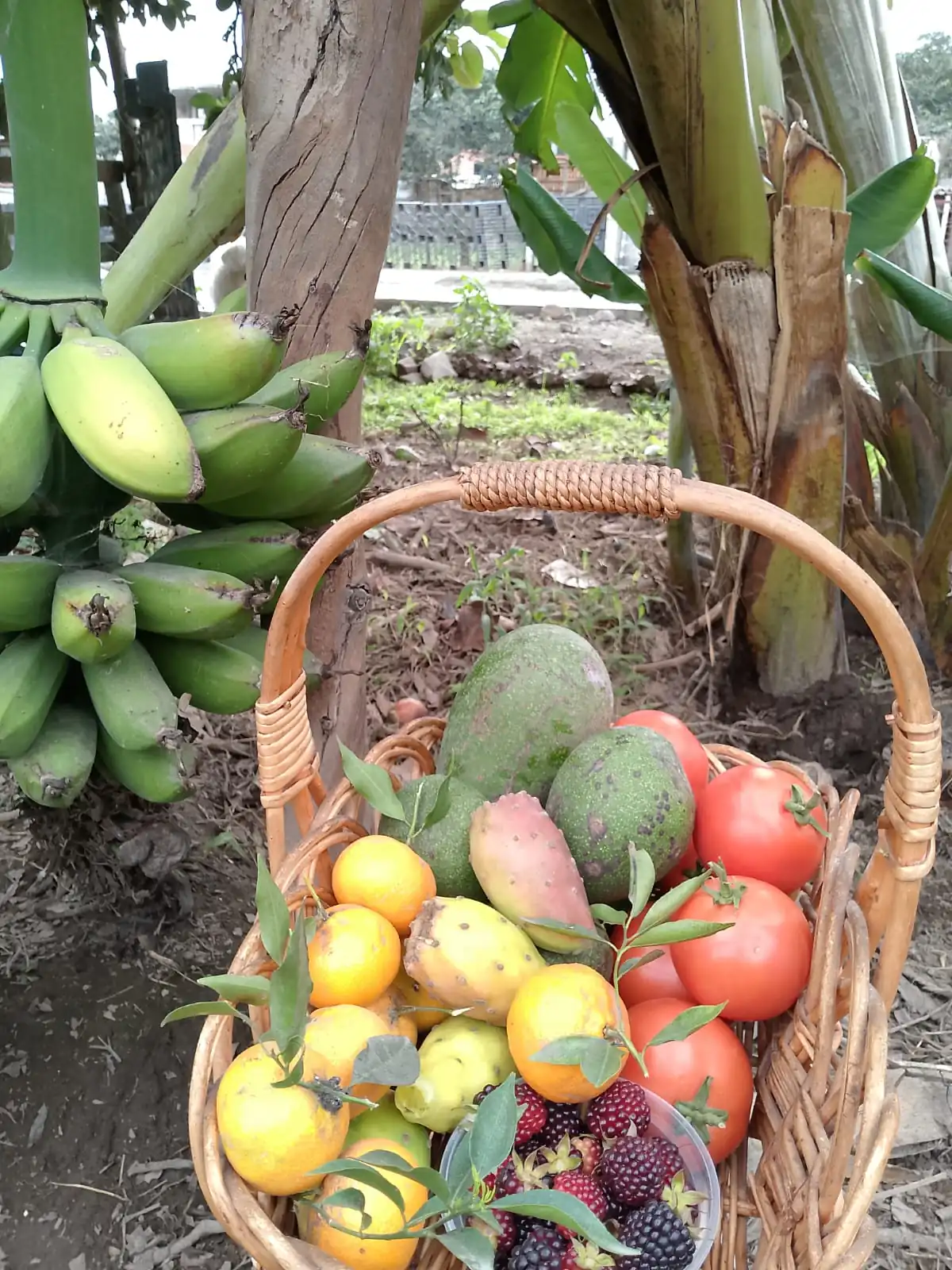 Canasta Orgánica / Biovida - Imagen 12