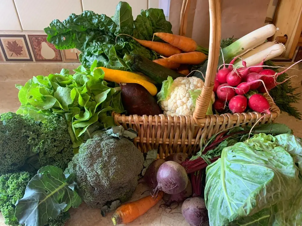 Canasta Orgánica / Biovida