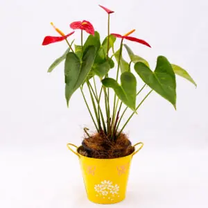 Maceta y planta Anturio