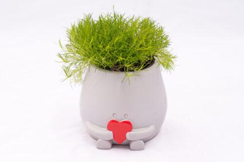 Maceta corazón